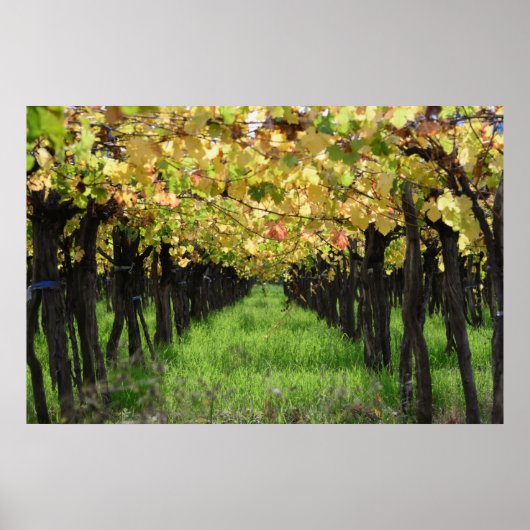 Argentina, Mendoza, Row Of Grape In Vineyard ポスター (正面)