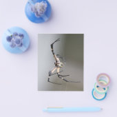 Argiope Spider Lover Gift チラシ (シングル)