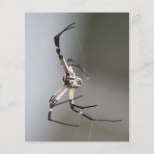 Argiope Spider Lover Gift チラシ