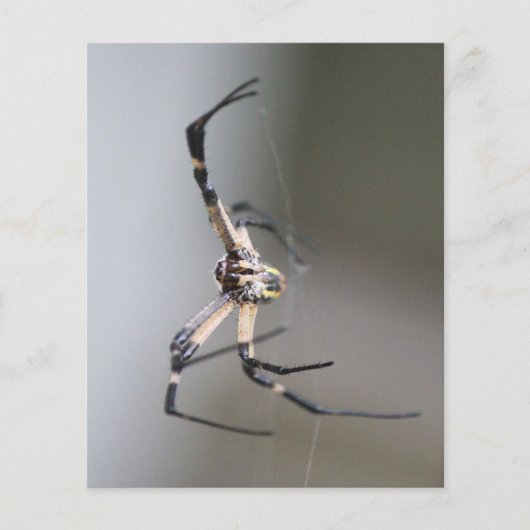 Argiope Spider Lover Gift チラシ (正面)