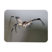 Argiope Spider Lover Gift マグネット (横)
