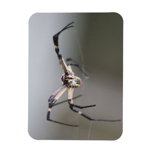 Argiope Spider Lover Gift マグネット (縦)