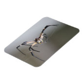 Argiope Spider Lover Gift マグネット (左側)