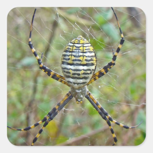Argiope trifasciata Orb Weaver Spider スクエアシール (正面)
