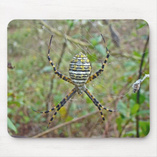 Argiope trifasciata Orb Weaver Spider マウスパッド (正面)