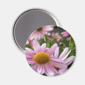 Argyranthemum frutescens Margueriteデイジー マグネット (正面/裏面)