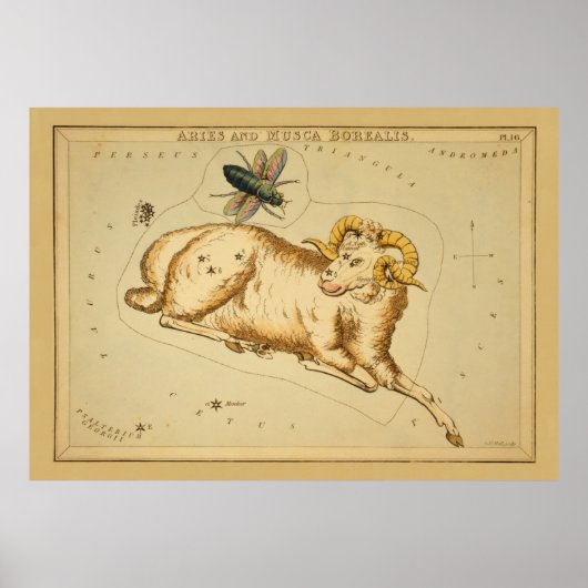 Aries and Musca -ヴィンテージ画像の〔占星術の〕十二宮図記号 ポスター (正面)