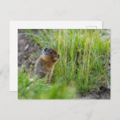 Arktisches Erdhörnchen in Kanada Postkarte ポストカード (正面/裏面)