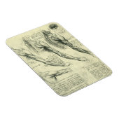 Arm and Shoulder Anatomy by Leonardo da Vinci マグネット (右側)