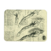 Arm and Shoulder Anatomy by Leonardo da Vinci マグネット (横)
