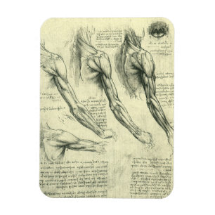 Arm and Shoulder Anatomy by Leonardo da Vinci マグネット