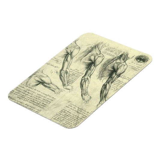 Arm and Shoulder Anatomy by Leonardo da Vinci マグネット (左側)