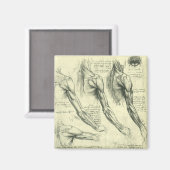 Arm and Shoulder Anatomy by Leonardo da Vinci マグネット (正面/裏面)