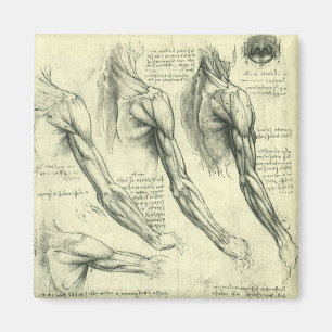 Arm and Shoulder Anatomy by Leonardo da Vinci マグネット