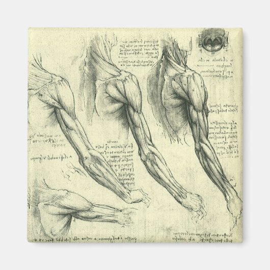 Arm and Shoulder Anatomy by Leonardo da Vinci マグネット (正面)