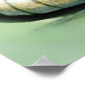 Armadillo ポスター (角)