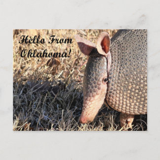 Armadillo Hello From Oklahoma Post Card ポストカード