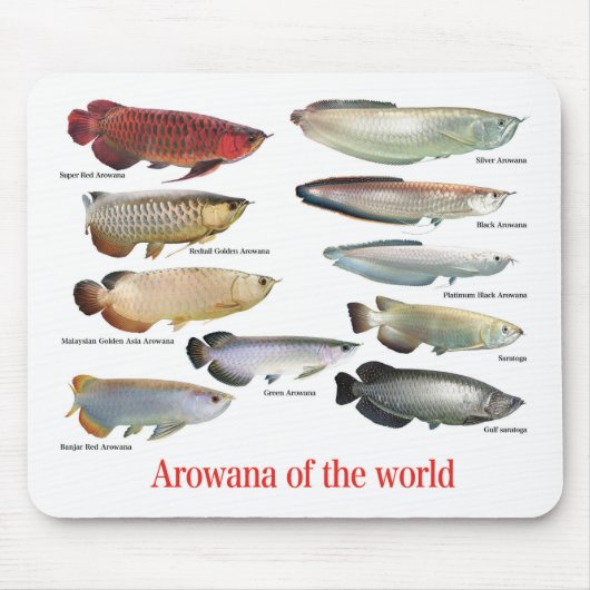 Arowana マウスパッド (正面)