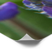 Arrowleaf Balsam RootとLupineの春開花 ポスター (角)