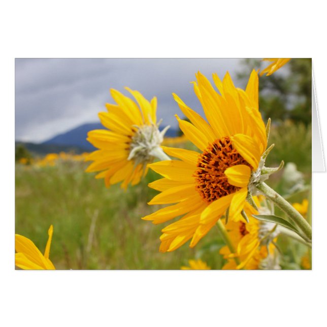 Arrowleaf Balsamroot (正面横)