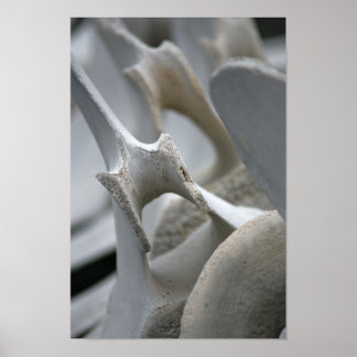 Art Print: Whale Vertebrae ポスター