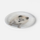 Articキツネ ペーパープレート (アングル)