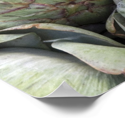 Artichokes ポスター (角)