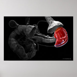 Artistic 3d rendering of the spleen ポスター