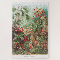 Artistic Vintage Illustration Nature Ernst Haeckel