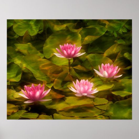 Artistic water lilies, California ポスター (正面)