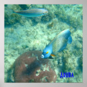 Aruba Underwater photo of Fish ポスター (正面)