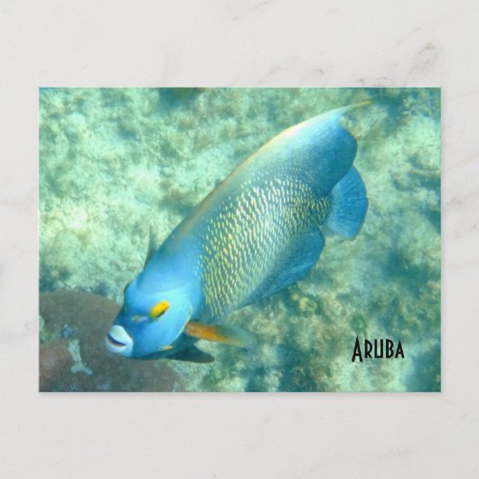 Aruba Underwater photo of Fish ポストカード (正面)
