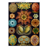 Ascidiae by Ernst Haeckel, Marine Animals (正面)