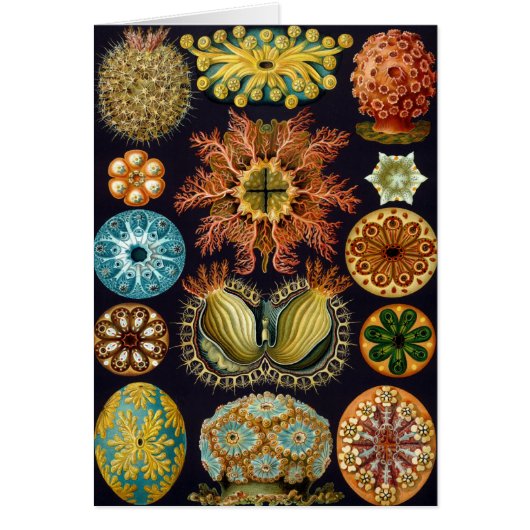 Ascidiae by Ernst Haeckel, Marine Animals (正面)