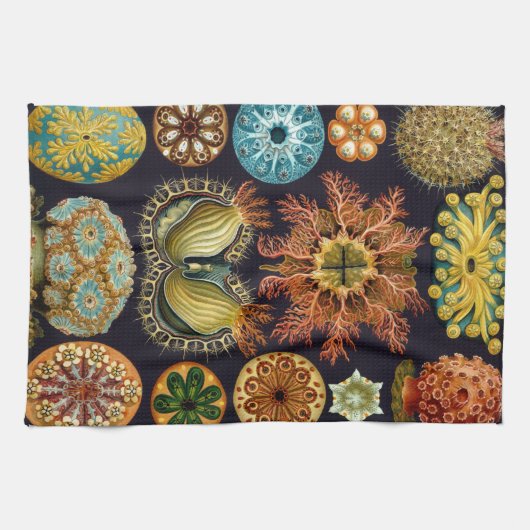 Ascidiae by Ernst Haeckel, Marine Animals キッチンタオル (横)