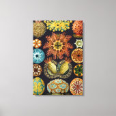 Ascidiae by Ernst Haeckel, Marine Animals キャンバスプリント (正面)