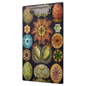 Ascidiae by Ernst Haeckel, Marine Animals クリップボード (左)