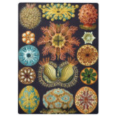 Ascidiae by Ernst Haeckel, Marine Animals クリップボード (裏面)