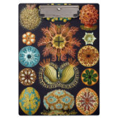 Ascidiae by Ernst Haeckel, Marine Animals クリップボード (正面)
