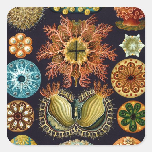 Ascidiae by Ernst Haeckel, Marine Animals スクエアシール (正面)