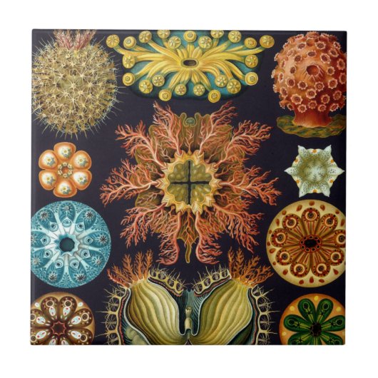 Ascidiae by Ernst Haeckel, Marine Animals タイル (正面)