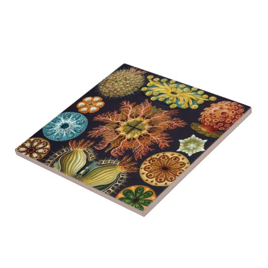 Ascidiae by Ernst Haeckel, Marine Animals タイル (側面)