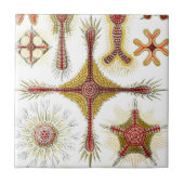 Ascidiae by Ernst Haeckel, Marine Animals タイル (正面)