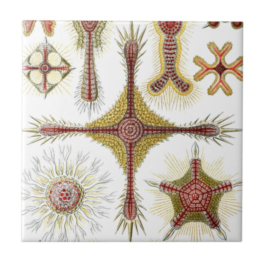 Ascidiae by Ernst Haeckel, Marine Animals タイル (正面)