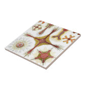 Ascidiae by Ernst Haeckel, Marine Animals タイル (側面)