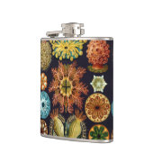 Ascidiae by Ernst Haeckel, Marine Animals フラスク (左)