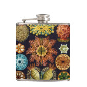 Ascidiae by Ernst Haeckel, Marine Animals フラスク (正面)