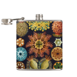 Ascidiae by Ernst Haeckel, Marine Animals フラスク