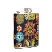 Ascidiae by Ernst Haeckel, Marine Animals フラスク (右)