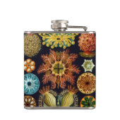 Ascidiae by Ernst Haeckel, Marine Animals フラスク (裏面)